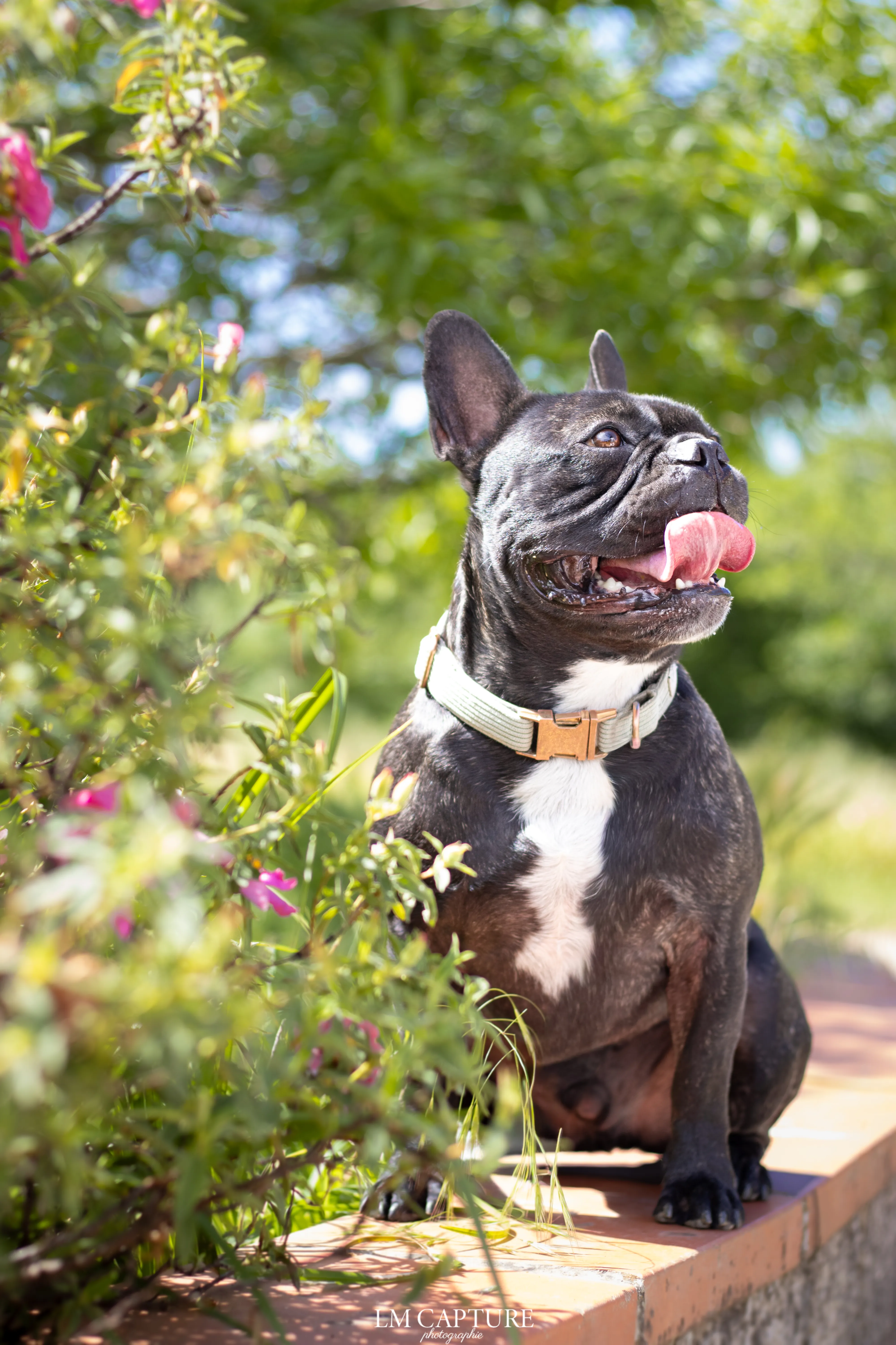 Portrait canin